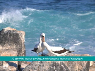 12 different species per day, mostly endemic species of Galapagos
 