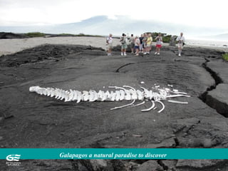 Galapagos a natural paradise to discover
 