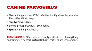 PATHOLOGY OF NEWCASTLE DISEASE, CPV AND HEART WATER | PPTX