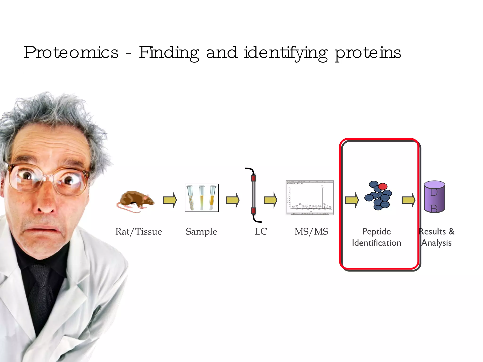 Proteomics - Finding and identifying proteins DB Rat/Tissue Sample LC MS/MS Peptide Identification Results & Analysis 