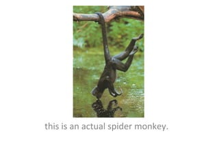 this is an actual spider monkey.  