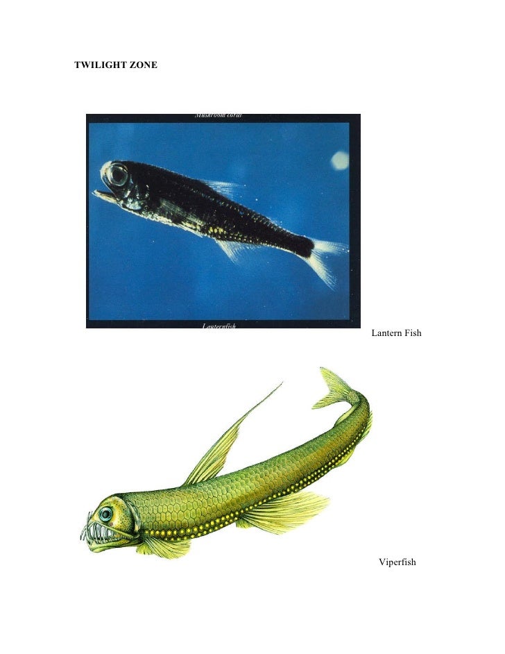 Twilight zone animals