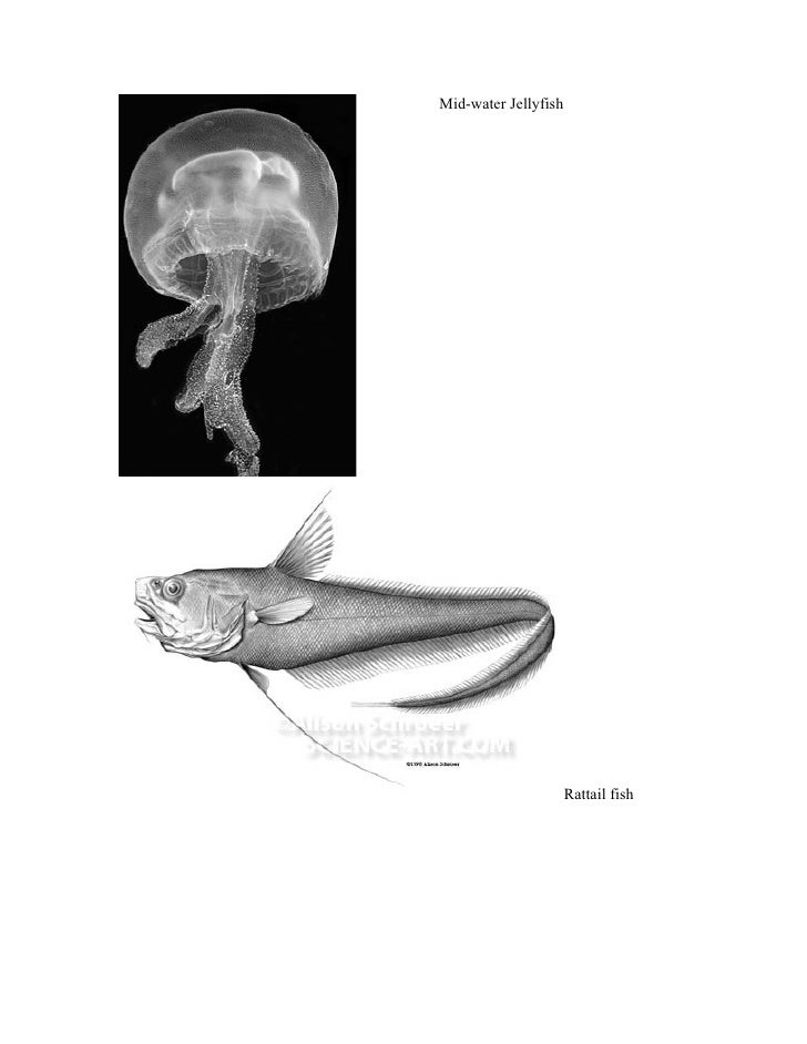 Twilight zone animals