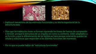 • Explica el mecanismo de los estímulos funcionales y su teoría trayectorial de la
estructura ósea
• Dice que las trabéculas óseas se forman siguiendo las líneas de fuerzas de compresión
o tensión, porque la estructura de un órgano así como su contorno, están adaptados a
su función y que la diferenciación de los tejidos se hace porque solamente quedan las
células y estructuras que responden a las distintas funciones del momento.
• Por lo que se puede hablar de "estructuras funcionales"
 