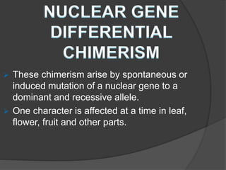 TWINS AND CHIMERAS.pptx
