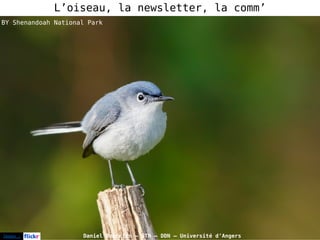 Images : Daniel Bourrion – STN – DDN – Université d’Angers
L’oiseau, la newsletter, la comm’
BY Shenandoah National Park
 