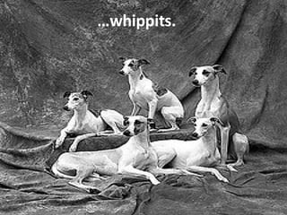 … whippits. 