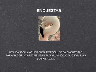 ENCUESTAS




  UTILIZANDO LA APLICACIÓN TWTPOLL CREA ENCUESTAS
PARA SABER LO QUE PIENSAN TUS ALUMNOS O SUS FAMILIAS
                     SOBRE ALGO.
 