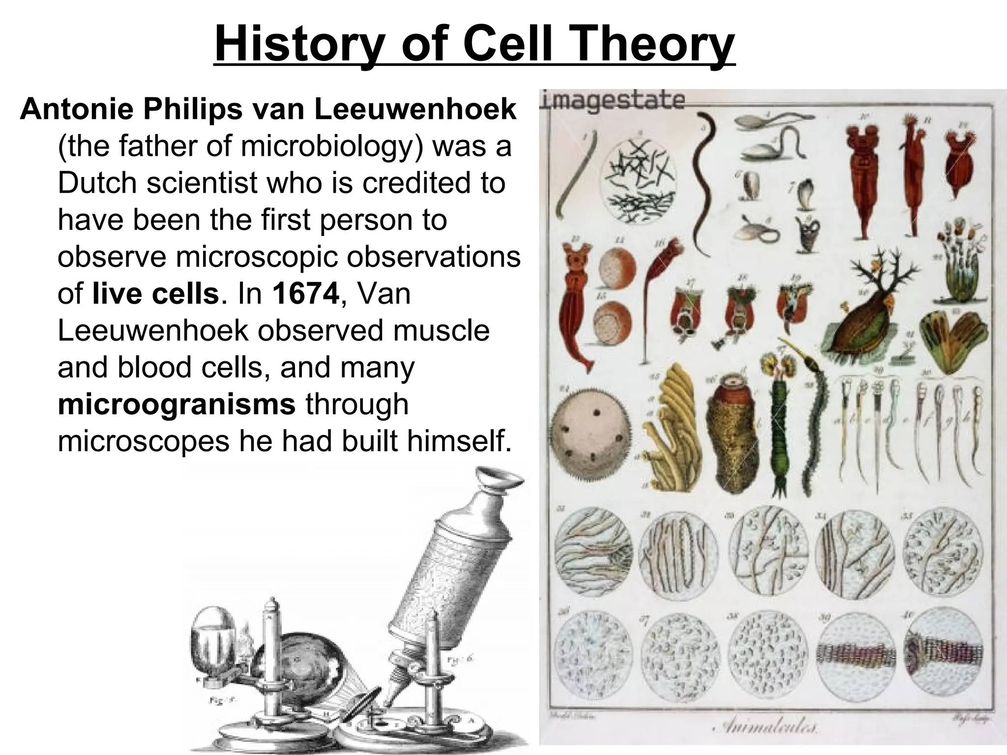 History of Cell Theory
Antonie Philips van Leeuwenhoek
  (the father of microbiology) was a
  Dutch scientist who is credited to
  have been the first person to
  observe microscopic observations
  of live cells. In 1674, Van
  Leeuwenhoek observed muscle
  and blood cells, and many
  microogranisms through
  microscopes he had built himself.
 