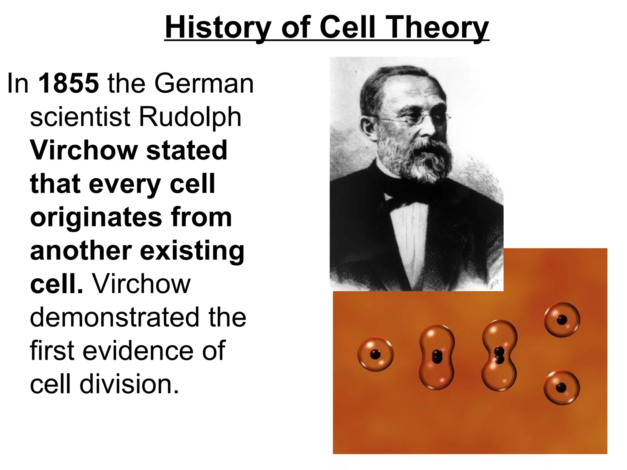 History of Cell Theory
In 1855 the German
  scientist Rudolph
  Virchow stated
  that every cell
  originates from
  another existing
  cell. Virchow
  demonstrated the
  first evidence of
  cell division.
 