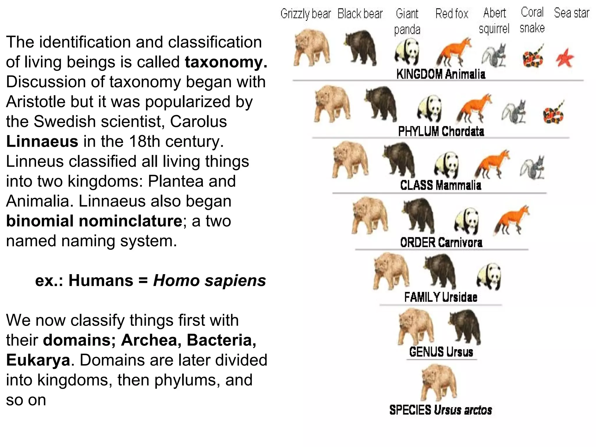 The identification and classification
of living beings is called taxonomy.
Discussion of taxonomy began with
Aristotle but it was popularized by
the Swedish scientist, Carolus
Linnaeus in the 18th century.
Linneus classified all living things
into two kingdoms: Plantea and
Animalia. Linnaeus also began
binomial nominclature; a two
named naming system.

    ex.: Humans = Homo sapiens

We now classify things first with
their domains; Archea, Bacteria,
Eukarya. Domains are later divided
into kingdoms, then phylums, and
so on
 