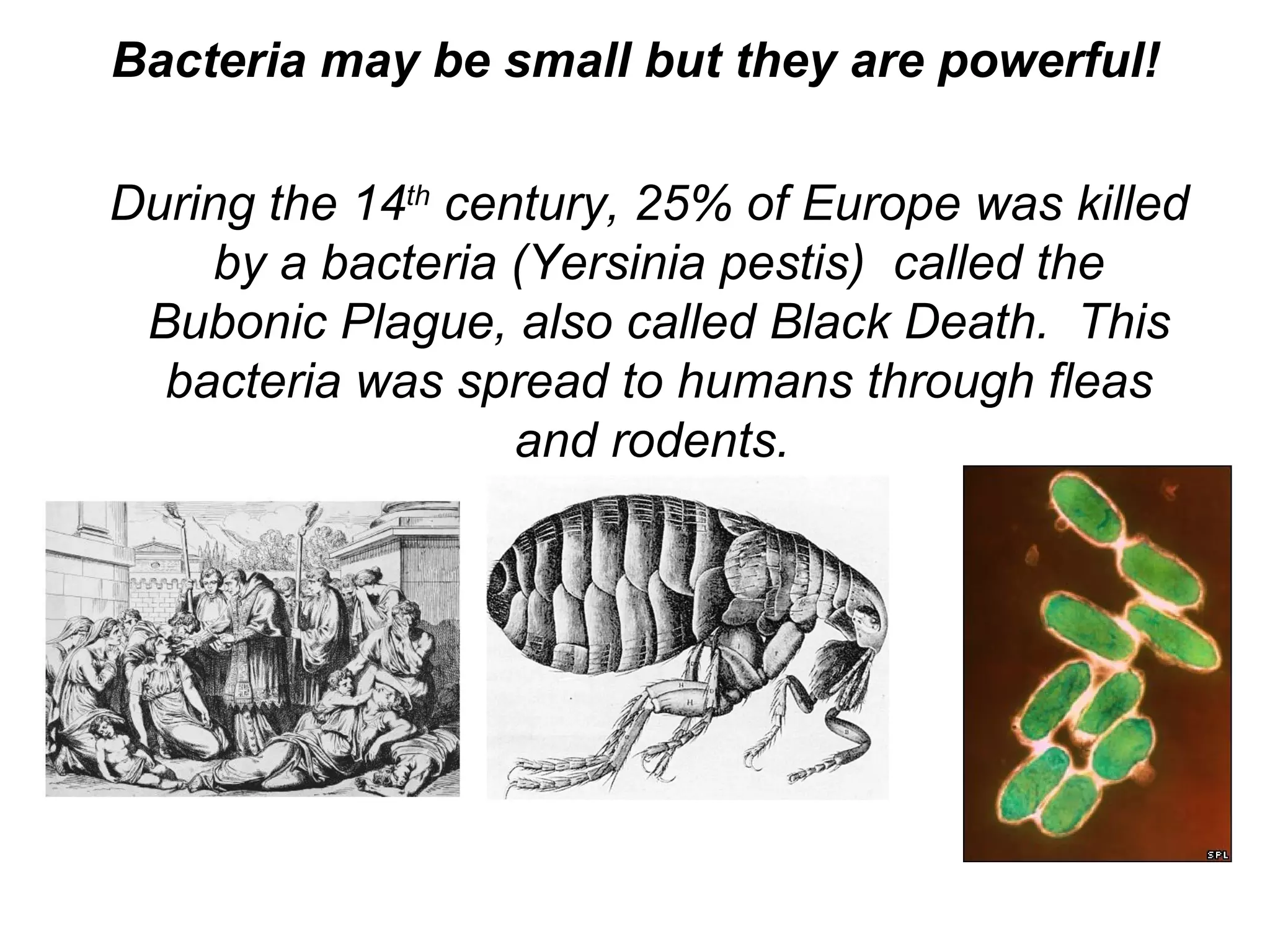 Bacteria may be small but they are powerful!

During the 14th century, 25% of Europe was killed
    by a bacteria (Yersinia pestis) called the
 Bubonic Plague, also called Black Death. This
  bacteria was spread to humans through fleas
                   and rodents.
 