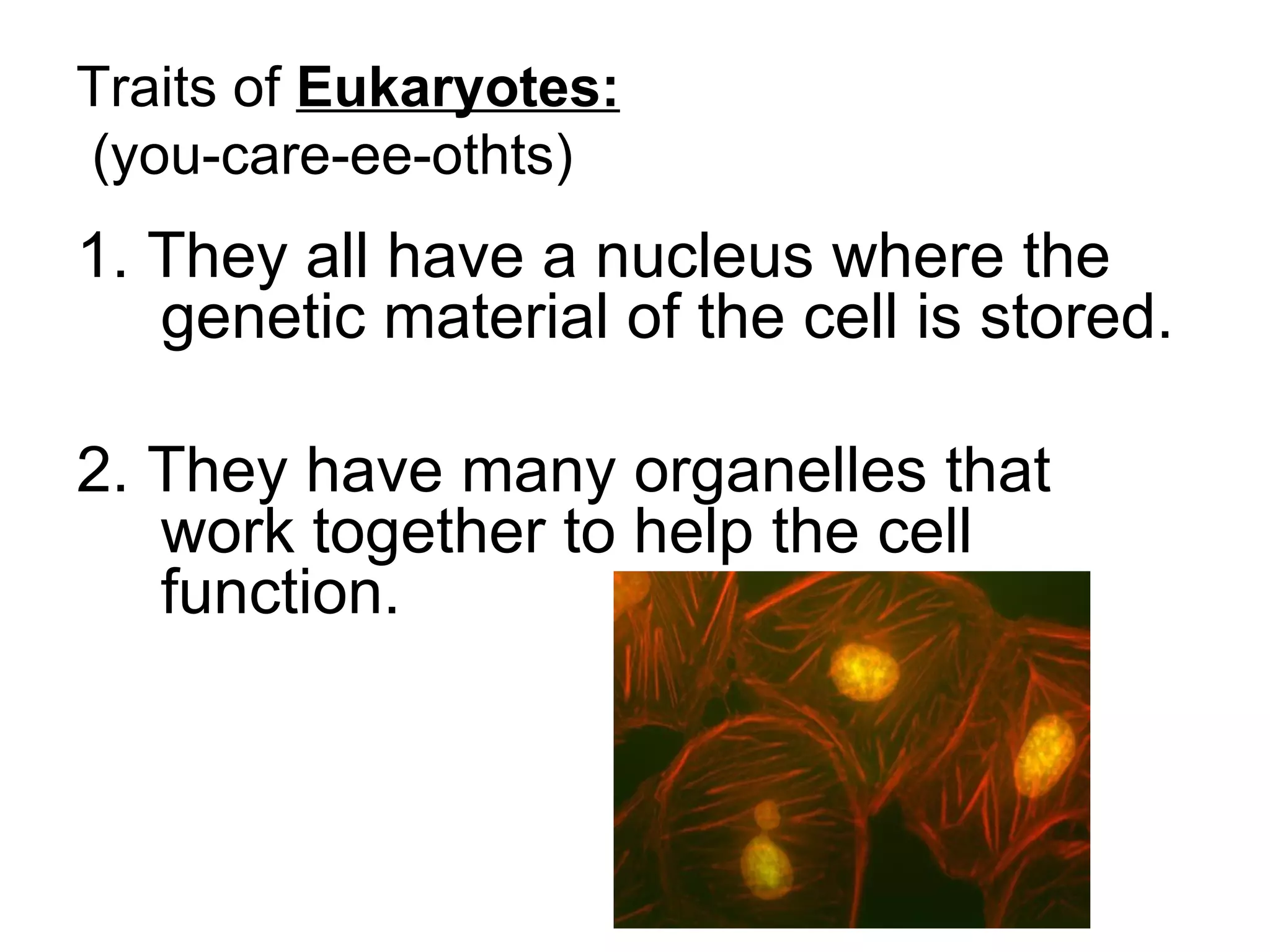 Traits of Eukaryotes:
(you-care-ee-othts)
1. They all have a nucleus where the
   genetic material of the cell is stored.

2. They have many organelles that
   work together to help the cell
   function.
 