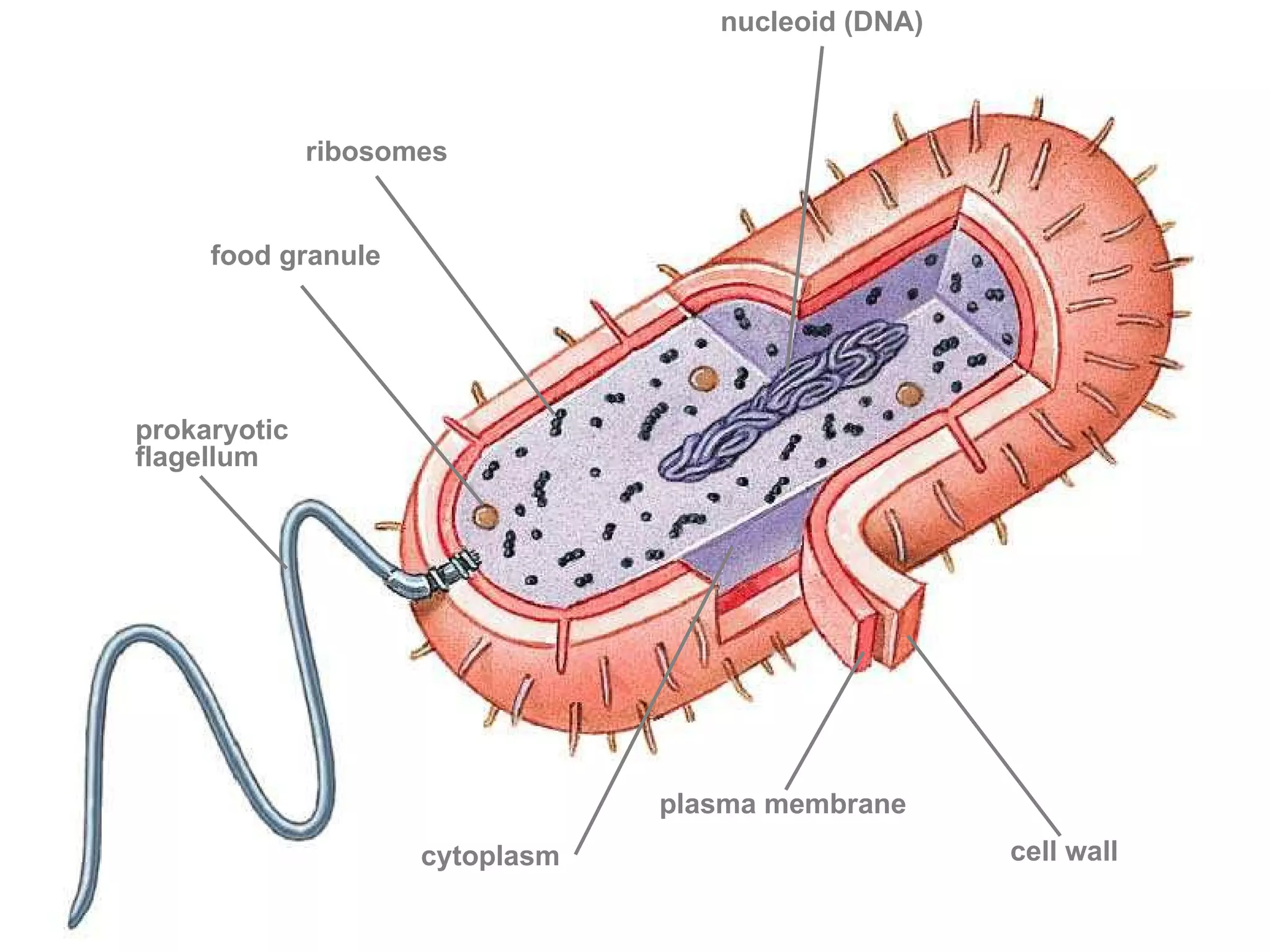 nucleoid (DNA)



              ribosomes


     food granule




prokaryotic
flagellum




                                 plasma membrane
                     cytoplasm                       cell wall
 