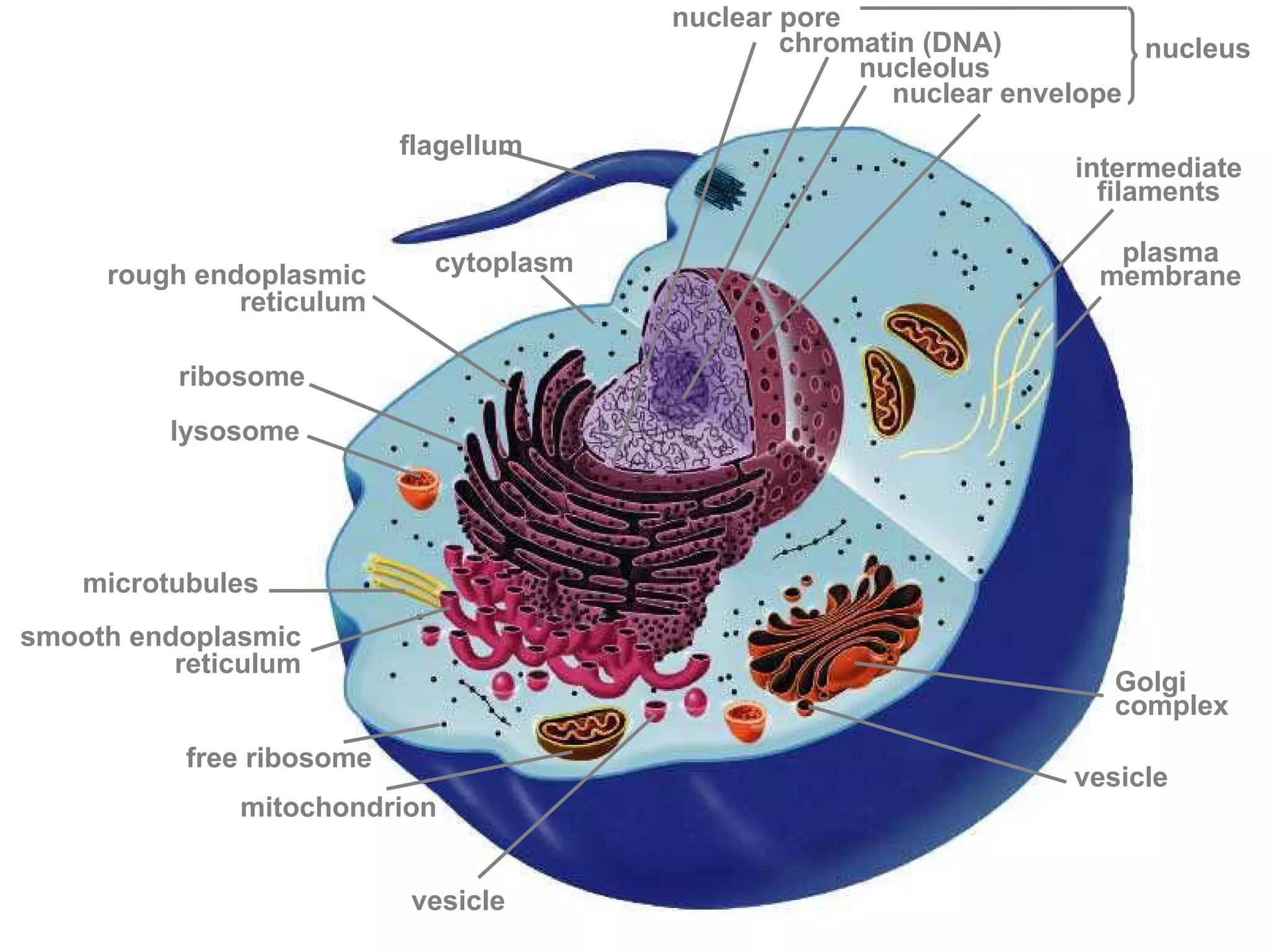 nuclear pore
                                                 chromatin (DNA)         nucleus
                                                      nucleolus
                                                        nuclear envelope
                           flagellum
                                                                    intermediate
                                                                      filaments

                             cytoplasm                                plasma
     rough endoplasmic                                               membrane
              reticulum

          ribosome
          lysosome




    microtubules
smooth endoplasmic
          reticulum
                                                                       Golgi
                                                                       complex
           free ribosome
                                                                    vesicle
              mitochondrion


                           vesicle
 