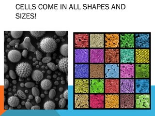 CELLS COME IN ALL SHAPES AND
SIZES!
 