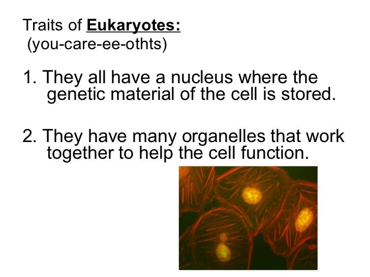Two Types Of Cells