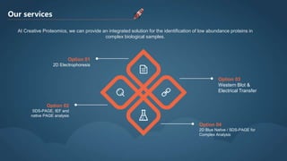Our services
At Creative Proteomics, we can provide an integrated solution for the identification of low abundance proteins in
complex biological samples.
Option 01
2D Electrophoresis
Option 02
SDS-PAGE, IEF and
native PAGE analysis
Option 03
Western Blot &
Electrical Transfer
Option 04
2D Blue Native / SDS-PAGE for
Complex Analysis
 