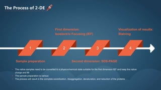 The Process of 2-DE
Visualization of results:
Staining
Second dimension: SDS-PAGESample preparation
First dimension:
Isoelectric Focusing (IEF)
1 2 3 4
• The native samples need to be converted to a physicochemical state suitable for the first dimension IEF and keep the native
charge and Mr
• The sample preparation is various
• The process will result in the complete solubilization, disaggregation, denaturation, and reduction of the proteins
 
