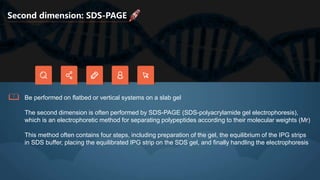 Second dimension: SDS-PAGE
Be performed on flatbed or vertical systems on a slab gel
The second dimension is often performed by SDS-PAGE (SDS-polyacrylamide gel electrophoresis),
which is an electrophoretic method for separating polypeptides according to their molecular weights (Mr)
This method often contains four steps, including preparation of the gel, the equilibrium of the IPG strips
in SDS buffer, placing the equilibrated IPG strip on the SDS gel, and finally handling the electrophoresis
 