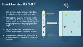 Second dimension: SDS-PAGE
+
-
More acidic
proteins
More basic
proteins
• SDS can make proteins denaturing and bind
to the backbone at a constant molar ratio.
• When applying SDS and a reducing agent
(like a DTT which can cleave disulfide bonds),
proteins unfold into linear chains with negative
charge proportional to the polypeptide chain
length.
• Polyacrylamide forms a mesh-like matrix
which is appropriate for separating proteins.
• When proteins are separated by SDS-PAGE,
smaller proteins migrate faster since the less
resistance.
- +
 