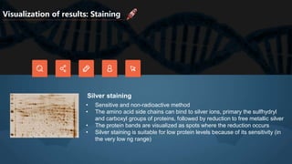 Visualization of results: Staining
• Sensitive and non-radioactive method
• The amino acid side chains can bind to silver ions, primary the sulfhydryl
and carboxyl groups of proteins, followed by reduction to free metallic silver
• The protein bands are visualized as spots where the reduction occurs
• Silver staining is suitable for low protein levels because of its sensitivity (in
the very low ng range)
Silver staining
 