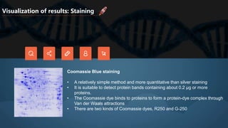 Visualization of results: Staining
Coomassie Blue staining
• A relatively simple method and more quantitative than silver staining
• It is suitable to detect protein bands containing about 0.2 μg or more
proteins.
• The Coomassie dye binds to proteins to form a protein-dye complex through
Van der Waals attractions
• There are two kinds of Coomassie dyes, R250 and G-250
 