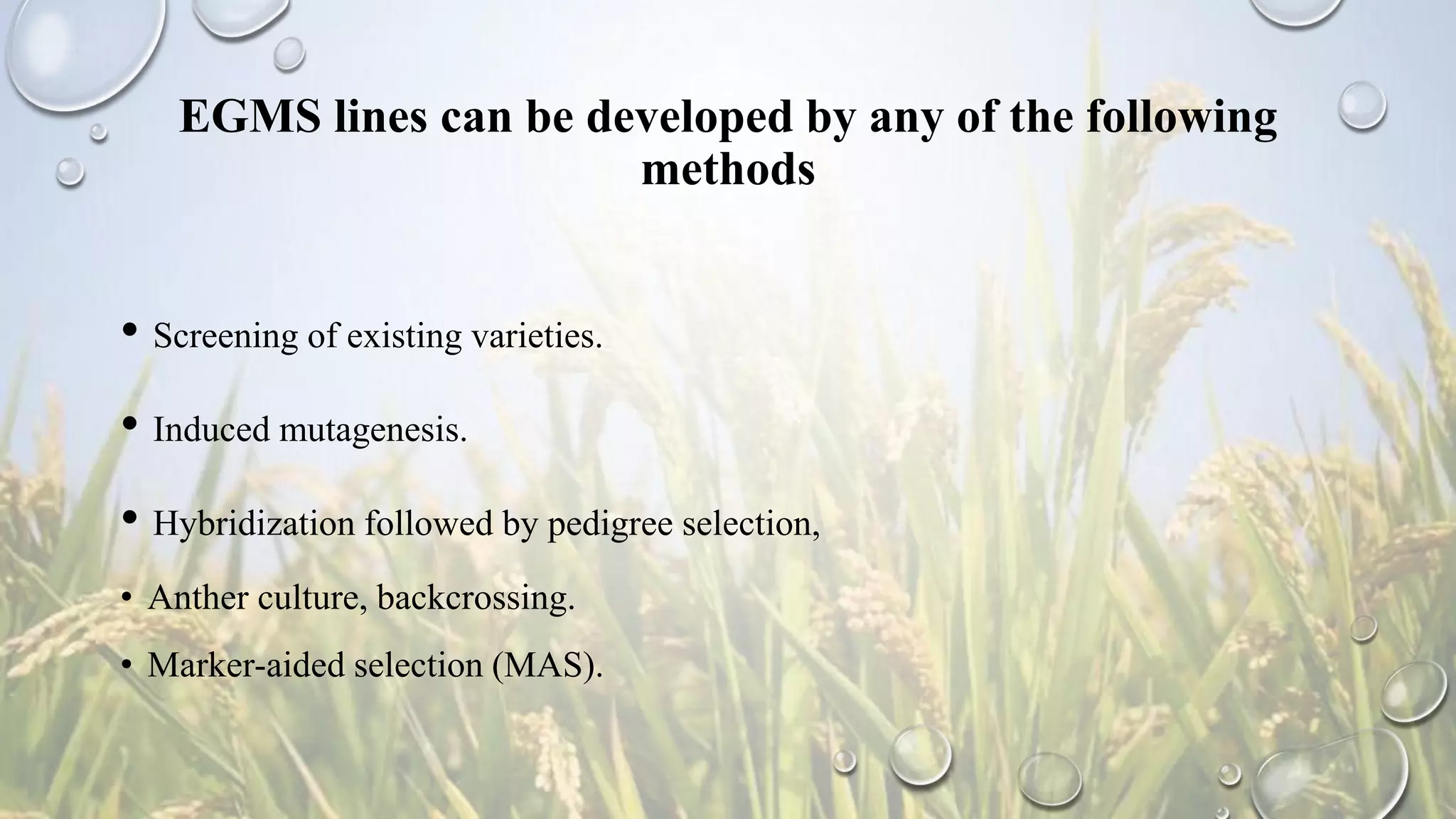 EGMS lines can be developed by any of the following
methods
• Screening of existing varieties.
• Induced mutagenesis.
• Hybridization followed by pedigree selection,
• Anther culture, backcrossing.
• Marker-aided selection (MAS).
 