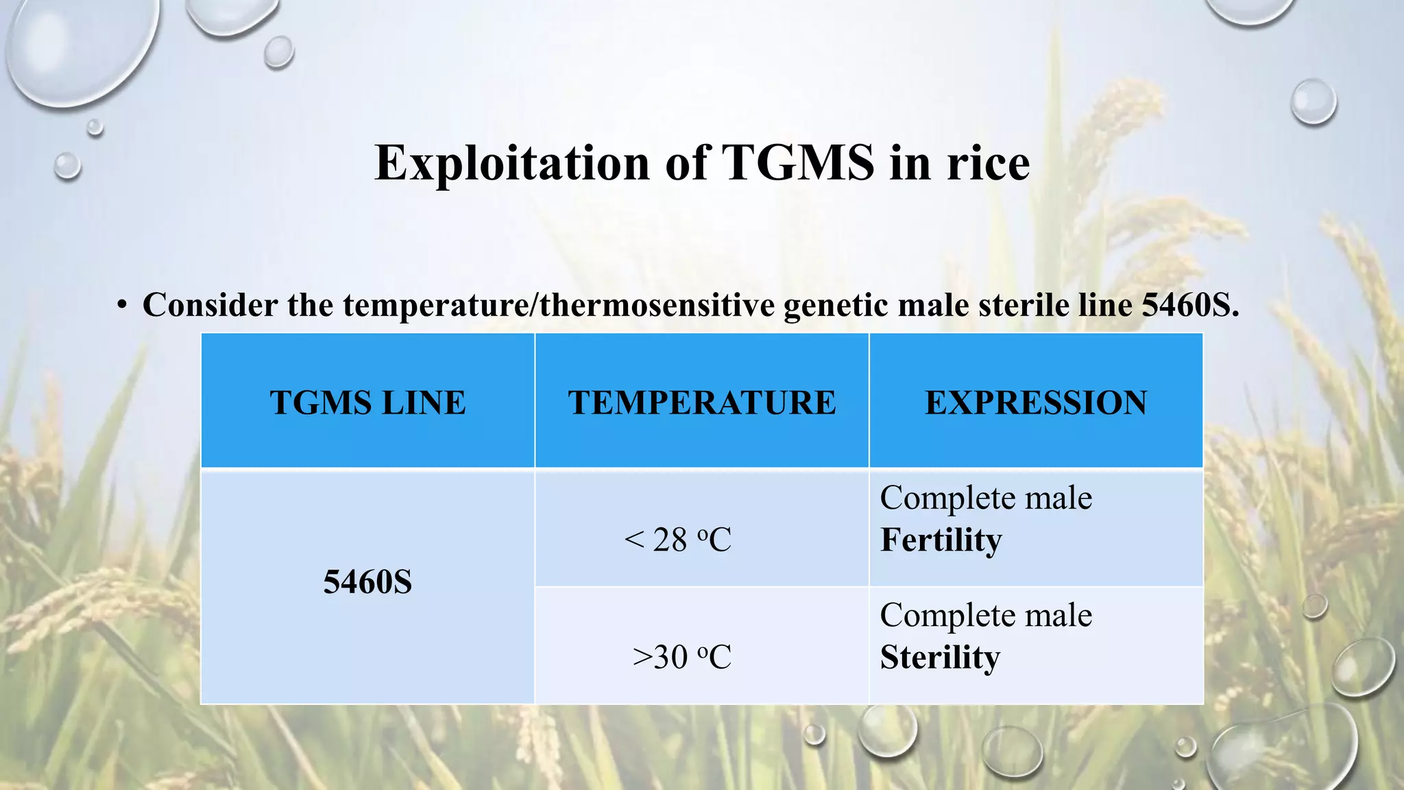 Exploitation of TGMS in rice
• Consider the temperature/thermosensitive genetic male sterile line 5460S.
TGMS LINE TEMPERATURE EXPRESSION
5460S
< 28 oC
Complete male
Fertility
>30 oC
Complete male
Sterility
 