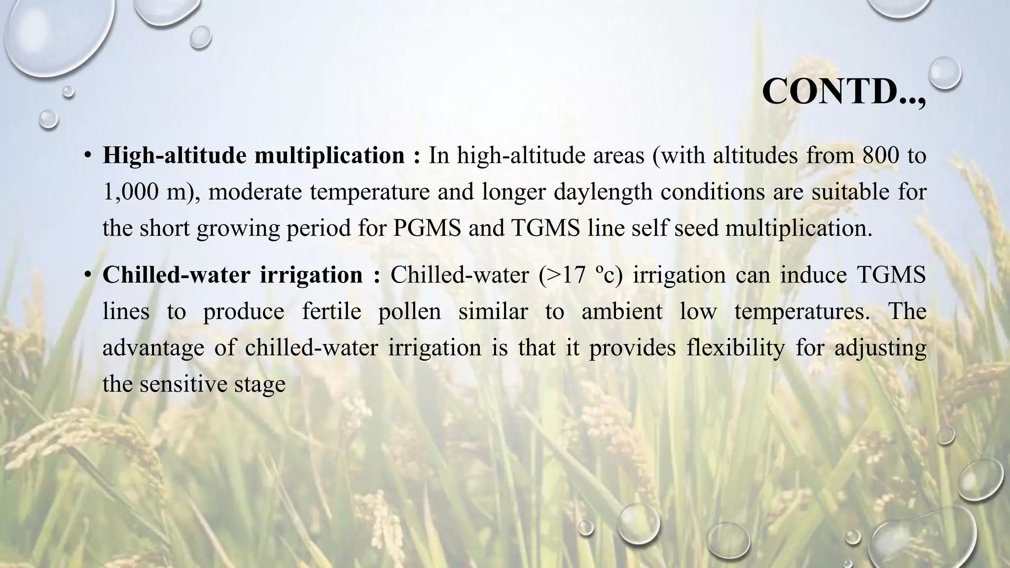 CONTD..,
• High-altitude multiplication : In high-altitude areas (with altitudes from 800 to
1,000 m), moderate temperature and longer daylength conditions are suitable for
the short growing period for PGMS and TGMS line self seed multiplication.
• Chilled-water irrigation : Chilled-water (>17 ºc) irrigation can induce TGMS
lines to produce fertile pollen similar to ambient low temperatures. The
advantage of chilled-water irrigation is that it provides flexibility for adjusting
the sensitive stage
 