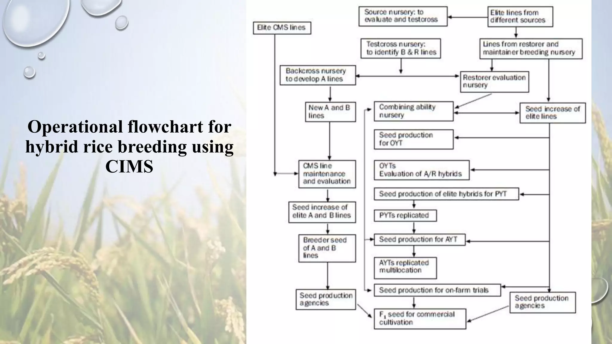 Operational flowchart for
hybrid rice breeding using
CIMS
 