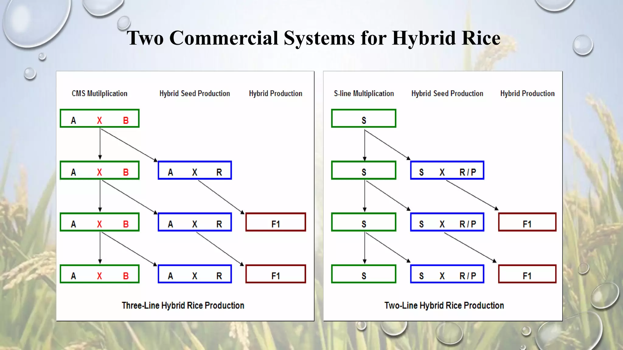 Two Commercial Systems for Hybrid Rice
 