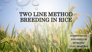 TWO LINE METHOD
BREEDING IN RICE
SUBMITTED BY,
SANDESH,G.M
2016610811
TNAU, MADURAI
 