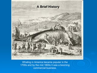 Whaling in America became popular in the 1700s and by the mid 1800s it was a booming commercial business. A Brief History 