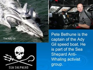 The Ady Gil Pete Bethune is the captain of the Ady Gil speed boat. He is part of the Sea Shepard Anti-Whaling activist group. 
