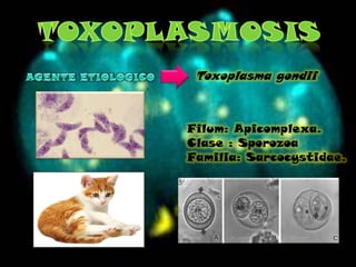TOXOPLASMOSIS Toxoplasma gondii AGENTE ETIOLOGICO Filum: Apicomplexa. Clase : Sporozoa  Familia: Sarcocystidae. 