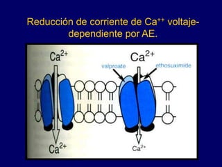 Reducción de corriente de Ca++ voltaje-
dependiente por AE.
 