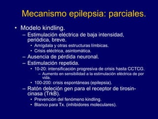 Mecanismo epilepsia: parciales.
• Modelo kindling.
– Estimulación eléctrica de baja intensidad,
periódica, breve.
• Amígdala y otras estructuras límbicas.
• Crisis eléctrica, asintomática.
– Ausencia de pérdida neuronal.
– Estimulación repetida.
• 10-20: intensificación progresiva de crisis hasta CCTCG.
– Aumento en sensibilidad a la estimulación eléctrica de por
vida.
• 100-200: crisis espontáneas (epilepsia).
– Ratón deleción gen para el receptor de tirosin-
cinasa (TrkB).
• Prevención del fenómeno kindling.
• Blanco para Tx. (inhibidores moleculares).
 