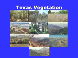 Texas Vegetation 