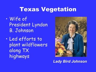 Texas Vegetation Wife of President Lyndon B. Johnson Led efforts to plant wildflowers along TX highways Lady Bird Johnson 