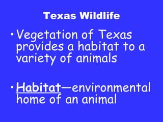 Texas Wildlife Vegetation of Texas provides a habitat to a variety of animals Habitat —environmental home of an animal 