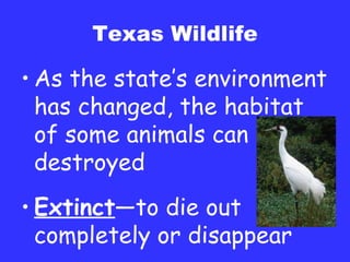 Texas Wildlife As the state’s environment has changed, the habitat of some animals can be destroyed Extinct —to die out completely or disappear 
