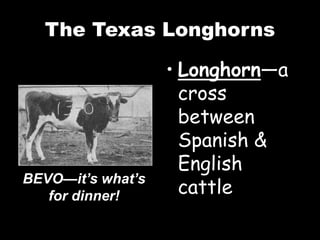 The Texas Longhorns
• Longhorn—a
cross
between
Spanish &
English
cattle
BEVO—it’s what’s
for dinner!
 