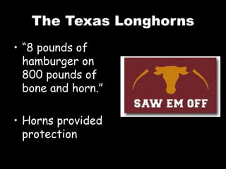 The Texas Longhorns
• “8 pounds of
hamburger on
800 pounds of
bone and horn.”
• Horns provided
protection
 
