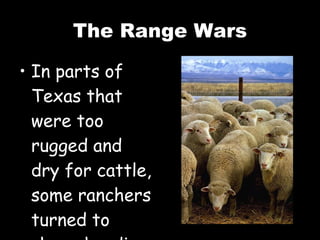 The Range Wars In parts of Texas that were too rugged and dry for cattle, some ranchers turned to sheep herding.