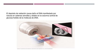 El depósito de radiación causa daño al DNA manifestado por
roturas en cadenas sencillas y dobles en la columna central de
glucosa fosfato de la molécula de DNA.
 