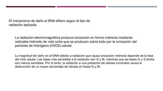 El mecanismo de daño al DNA difiere según el tipo de
radiación aplicada.
La radiación electromagnética produce ionización en forma indirecta mediante
radicales hidroxilo de vida corta que se producen sobre todo por la ionización del
peróxido de hidrógeno (H2O2) celular
La magnitud del daño en el DNA debido a radiación que causa ionización indirecta depende de la fase
del ciclo celular. Las fases más sensibles a la radiación son G y M, mientras que las fases G1 y S tardía
son menos sensibles. Por lo tanto, la radiación a una población de células tumorales causa la
destrucción de un mayor porcentaje de células en fases G2 y M.
 
