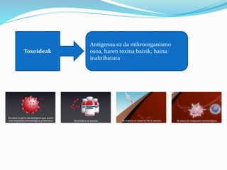 Toxoideak
Antigenoa ez da mikroorganismo
osoa, haren toxina baizik, baina
inaktibatuta
 