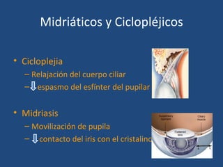 Midriáticos y Ciclopléjicos

• Cicloplejia
  – Relajación del cuerpo ciliar
  – espasmo del esfínter del pupilar


• Midriasis
  – Movilización de pupila
  – contacto del iris con el cristalino
 