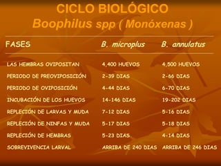 CICLO BIOLÓGICO
Boophilus spp ( Monóxenas )
CICLO BIOLÓGICO
Boophilus spp ( Monóxenas )
FASES B. microplus B. annulatus
LAS HEMBRAS OVIPOSITAN 4,400 HUEVOS 4,500 HUEVOS
PERIODO DE PREOVIPOSICIÓN 2-39 DIAS 2-66 DIAS
PERIODO DE OVIPOSICIÓN 4-44 DIAS 6-70 DIAS
INCUBACIÓN DE LOS HUEVOS 14-146 DIAS 19-202 DIAS
REPLECIÓN DE LARVAS Y MUDA 7-12 DIAS 5-16 DIAS
REPLECIÓN DE NINFAS Y MUDA 5-17 DIAS 5-18 DIAS
REPLECIÓN DE HEMBRAS 5-23 DIAS 4-14 DIAS
SOBREVIVENCIA LARVAL ARRIBA DE 240 DIAS ARRIBA DE 246 DIAS
 